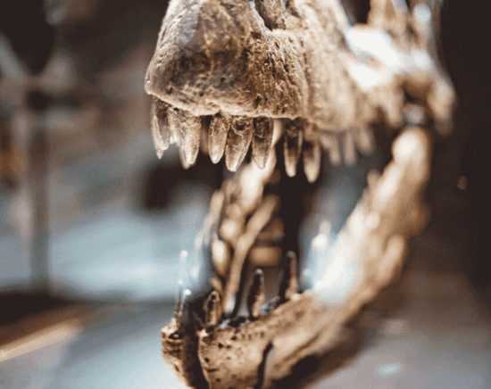 Fossil