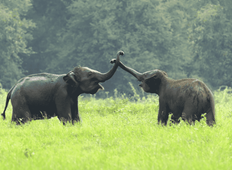 Mammals